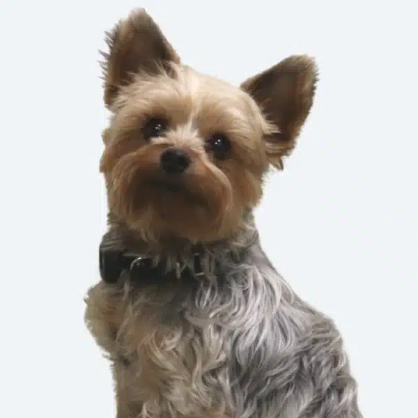 Cooper