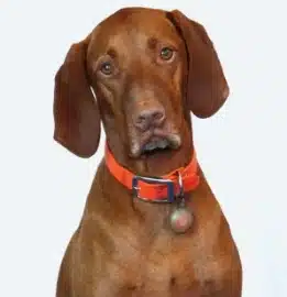 Finn
