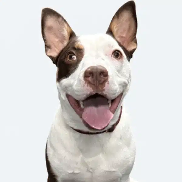 Kiba