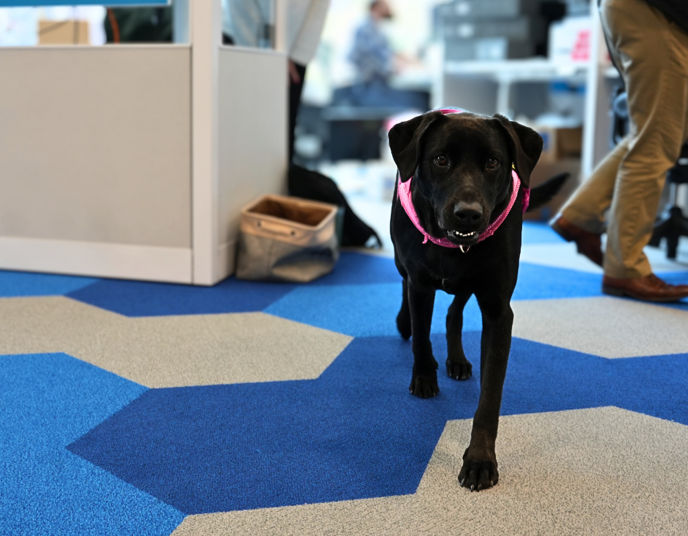 Dog relaxing beside a Charles IT employee in the Middletown office